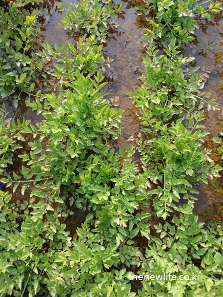 “Fresh minari (water celery) rows growing in shallow water — a traditional Korean spring green.”-“맑은 물속에서 줄 지어 자라는 물미나리 — 한국 전통의 봄나물 미나리의 생생한 모습”