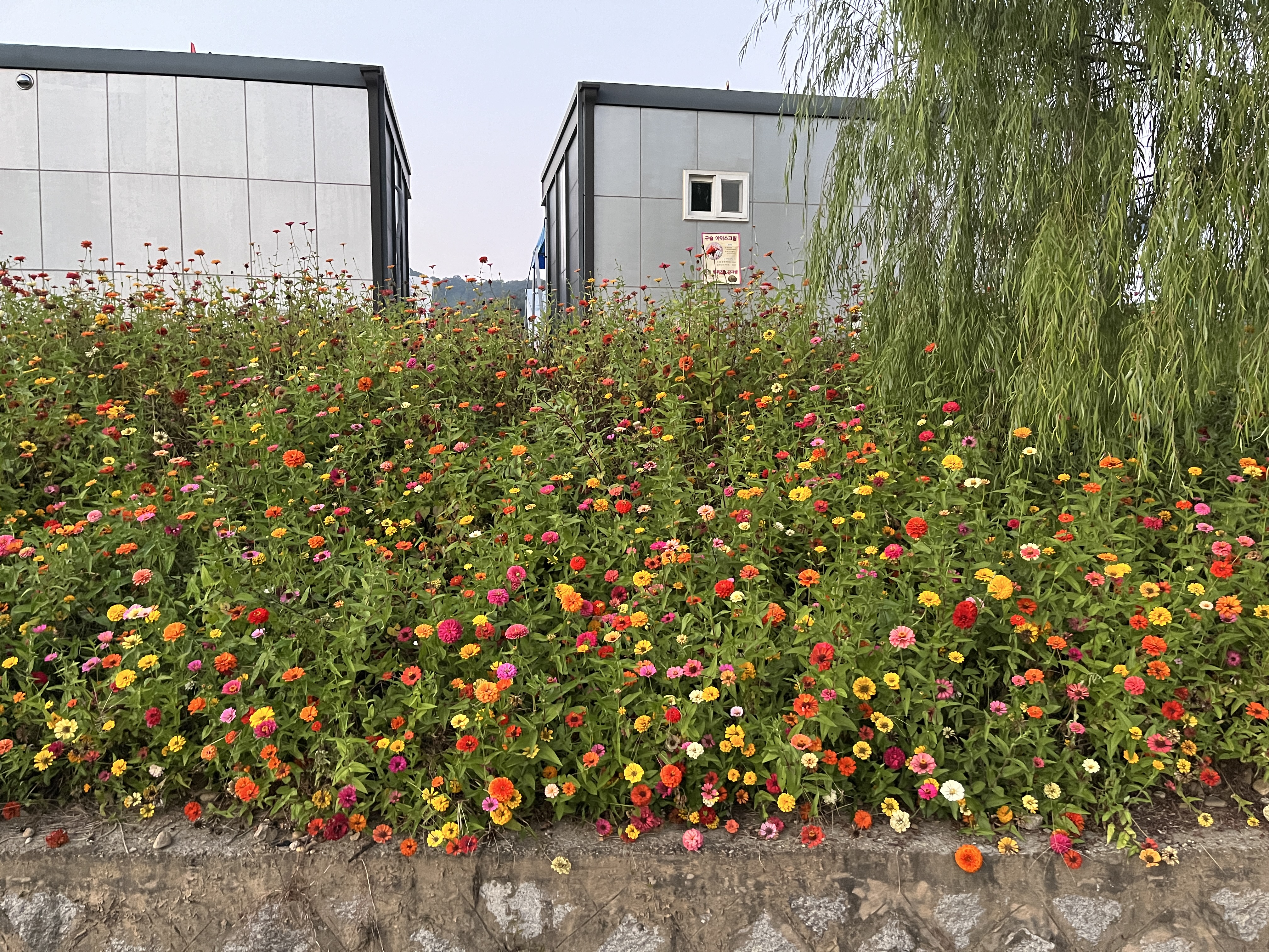 연천 임진강 댑싸리 공원