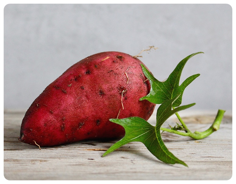 고구마 주요 효능