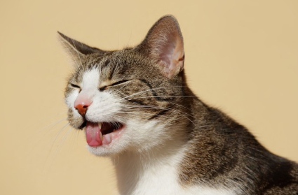 혀를 내미는 고양이.