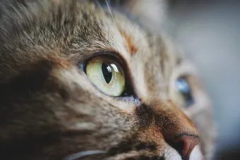 고양이 주요 눈 질환 7가지 증상 원인 치료법_7