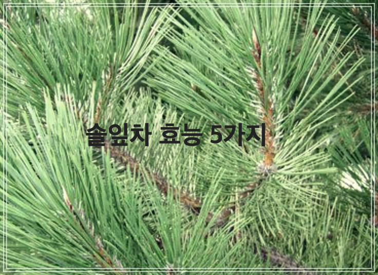 솔잎차 효능 5가지
