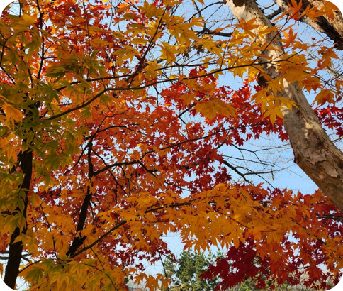 김해 장유 갑오마을 10단지 앞 가을 단풍 [사진=아이올렛]