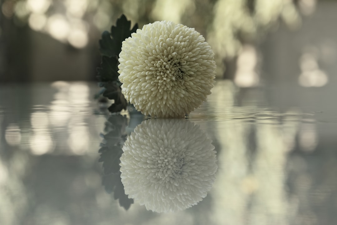 Chrysanthemum