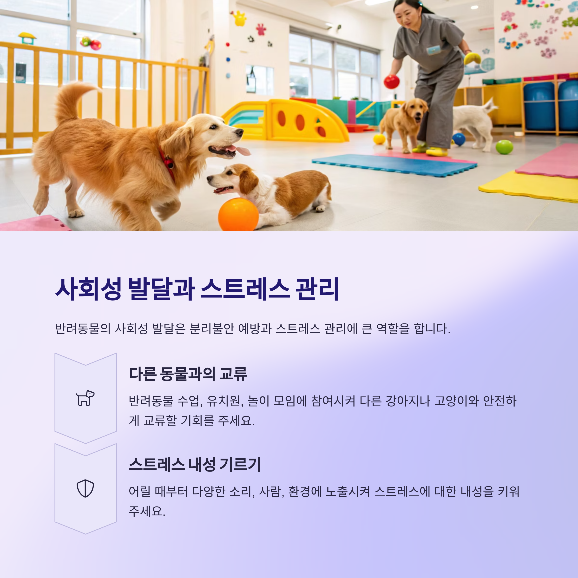 반려동물의 사회성 발달