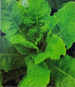 6시내고향 곡성