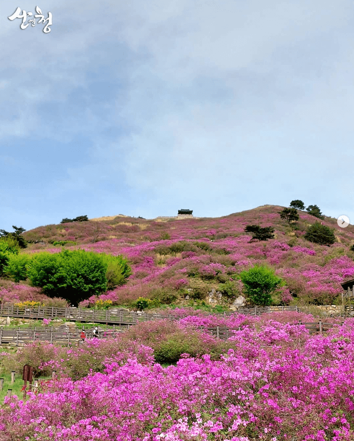 황매산 철쭉축제 기간