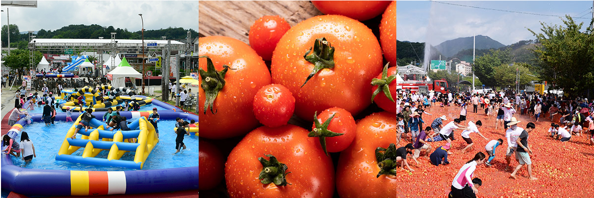 화천 토마토 축제