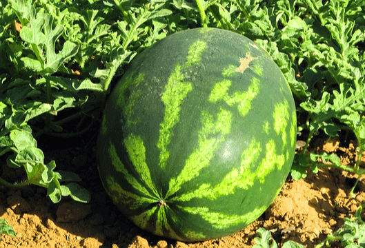 밭에 커다란 녹색 수박 한 덩이가 있다. 주변엔 잎들이 수북하다.