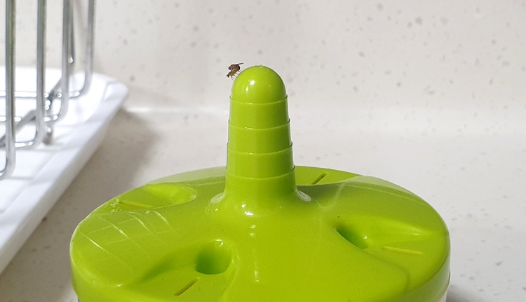 트랩 위 초파리