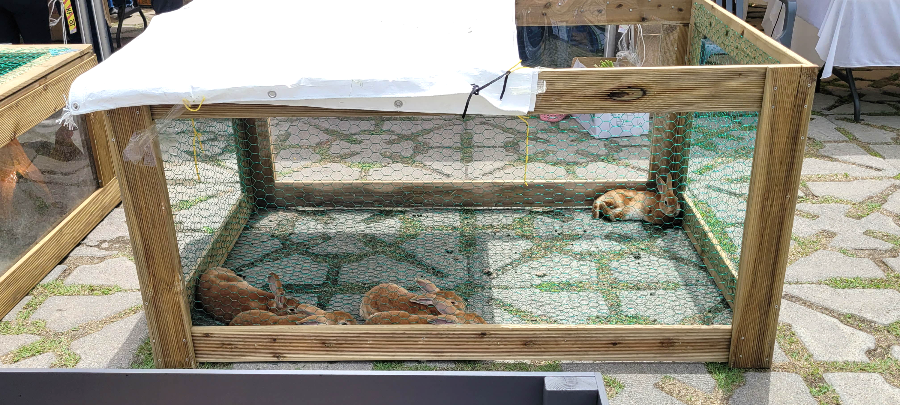 토끼 먹이주기 체험