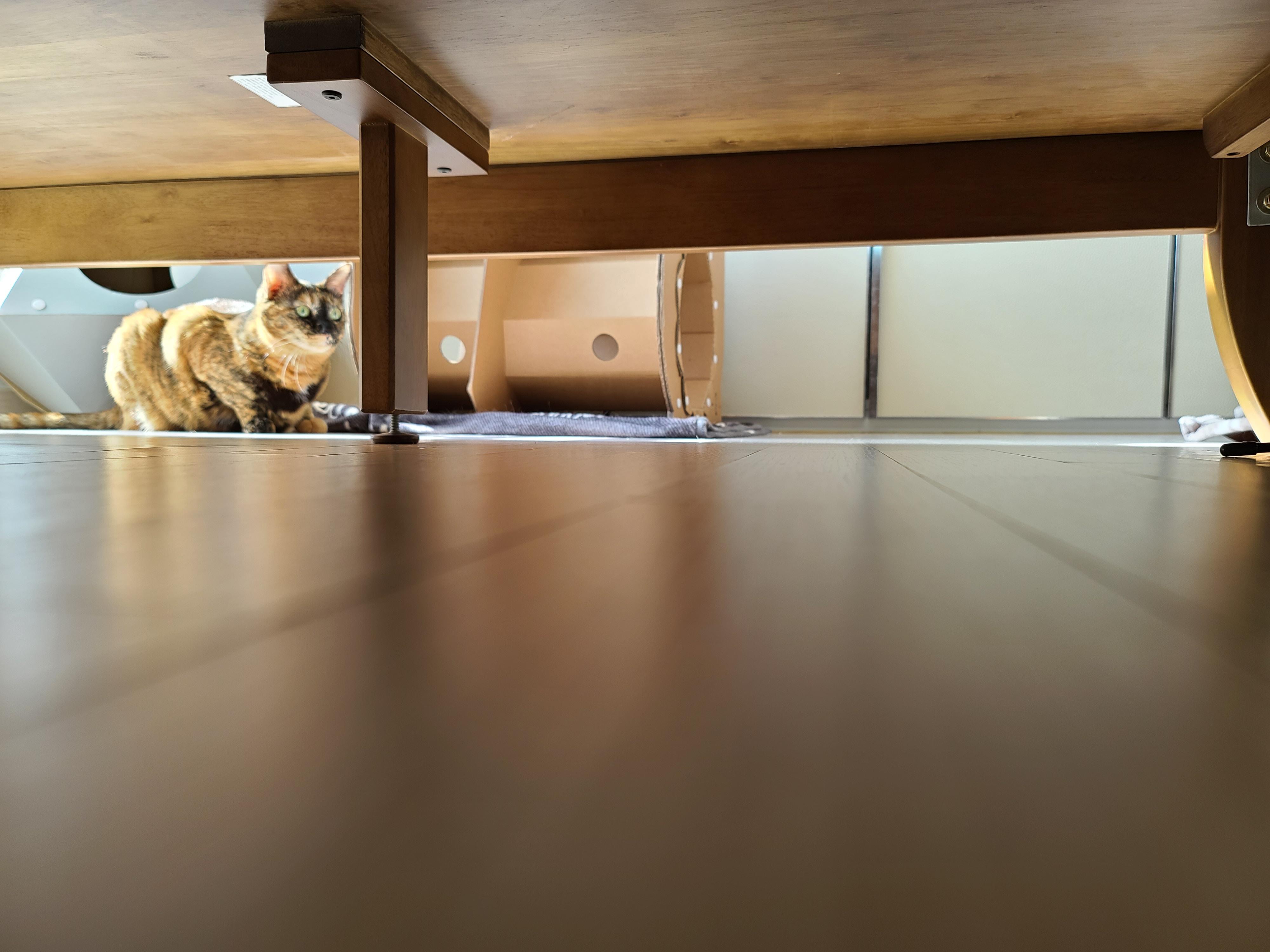 9냥이 집사의 눈뜨면 하는 일들.