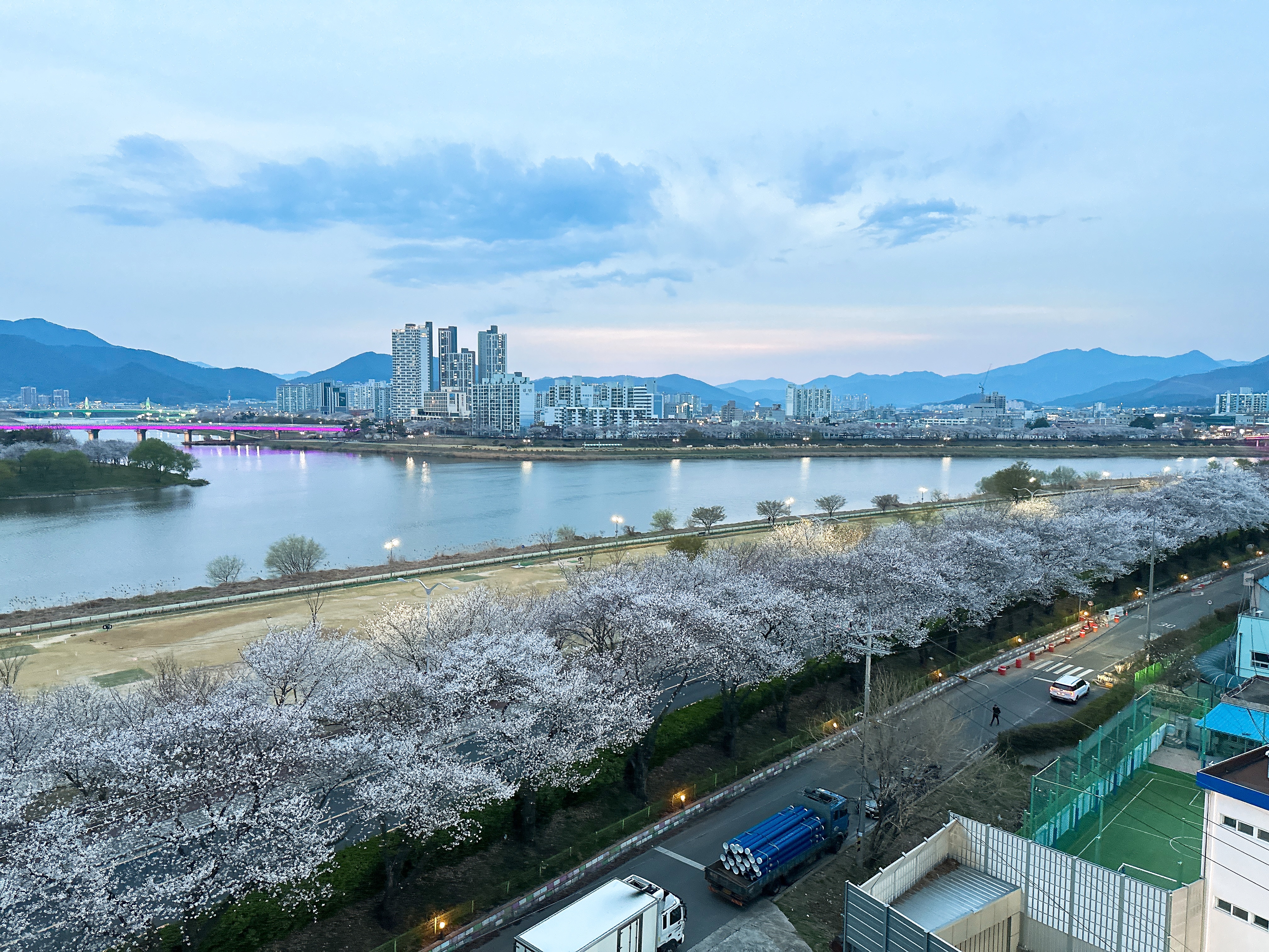 밀양 벚꽃 개화 정보 보기👆