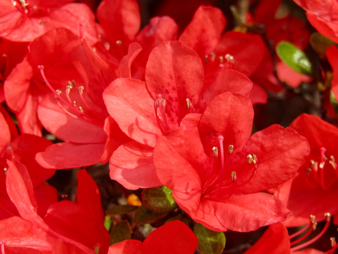 Azalea