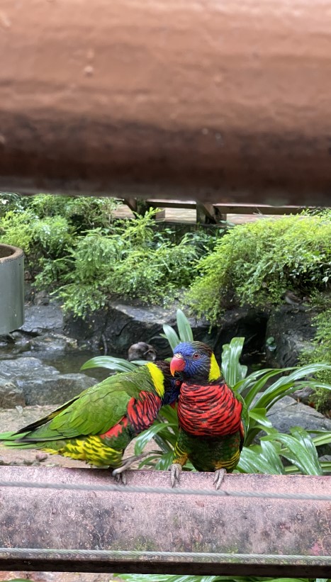 주롱 새 공원 Jurong Bird Park