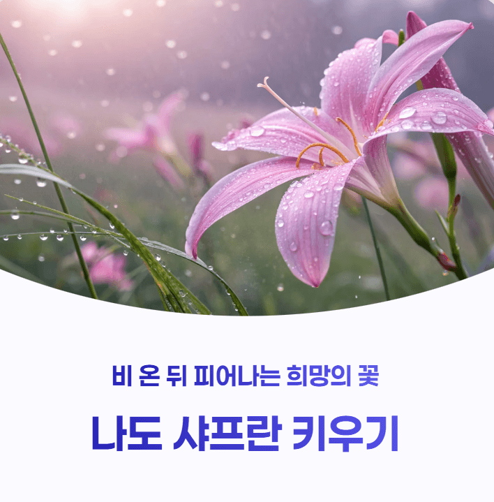 나도 샤프란 키우기