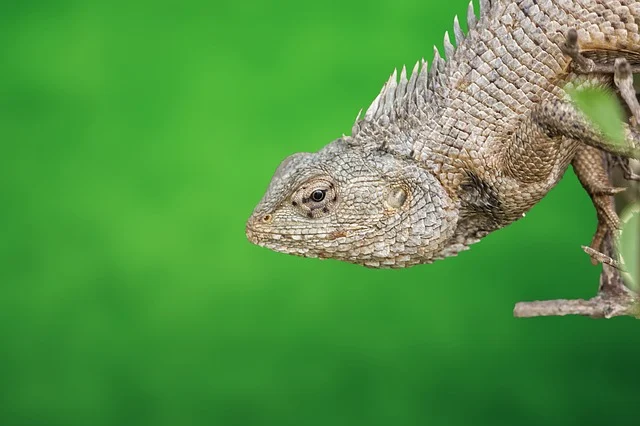 초보자를 위한 도마뱀 종류별 특징 비교