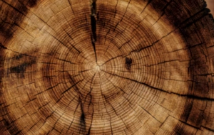 식목일 공휴일 폐지 부활 변천사 그 이유