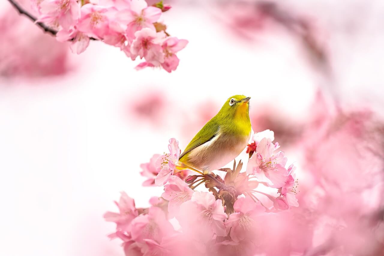벚꽃 위 새