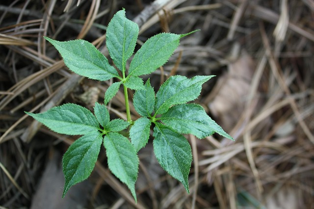 산삼(Panax Ginseng)의 민간요법과 현대 연구