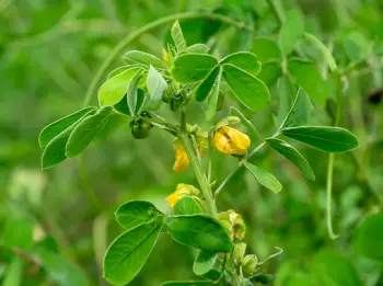 결명자차 효능과 영양성분&amp;#44; 주의점