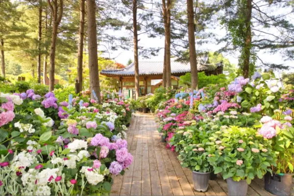 아름다운-수목과-수국-풍경입니다