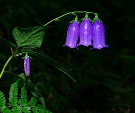 가을에 피는 꽃 금강초롱꽃