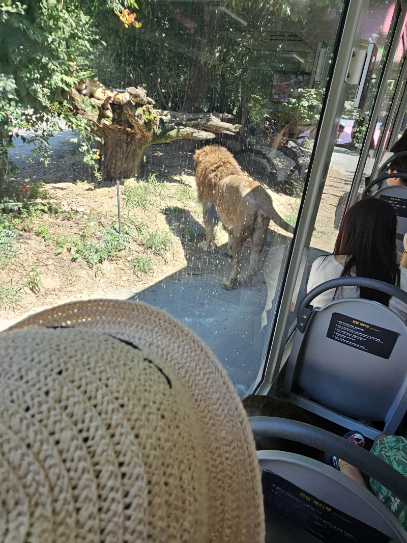 사파리월드 사자