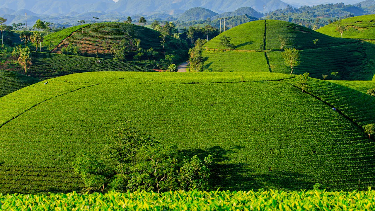 계단식 논 언덕이 넓게 펼쳐진 모습