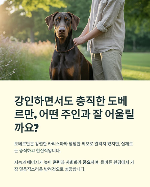 강인하면서도 충직한 도베르만, 어떤 주인과 잘 어울릴까요