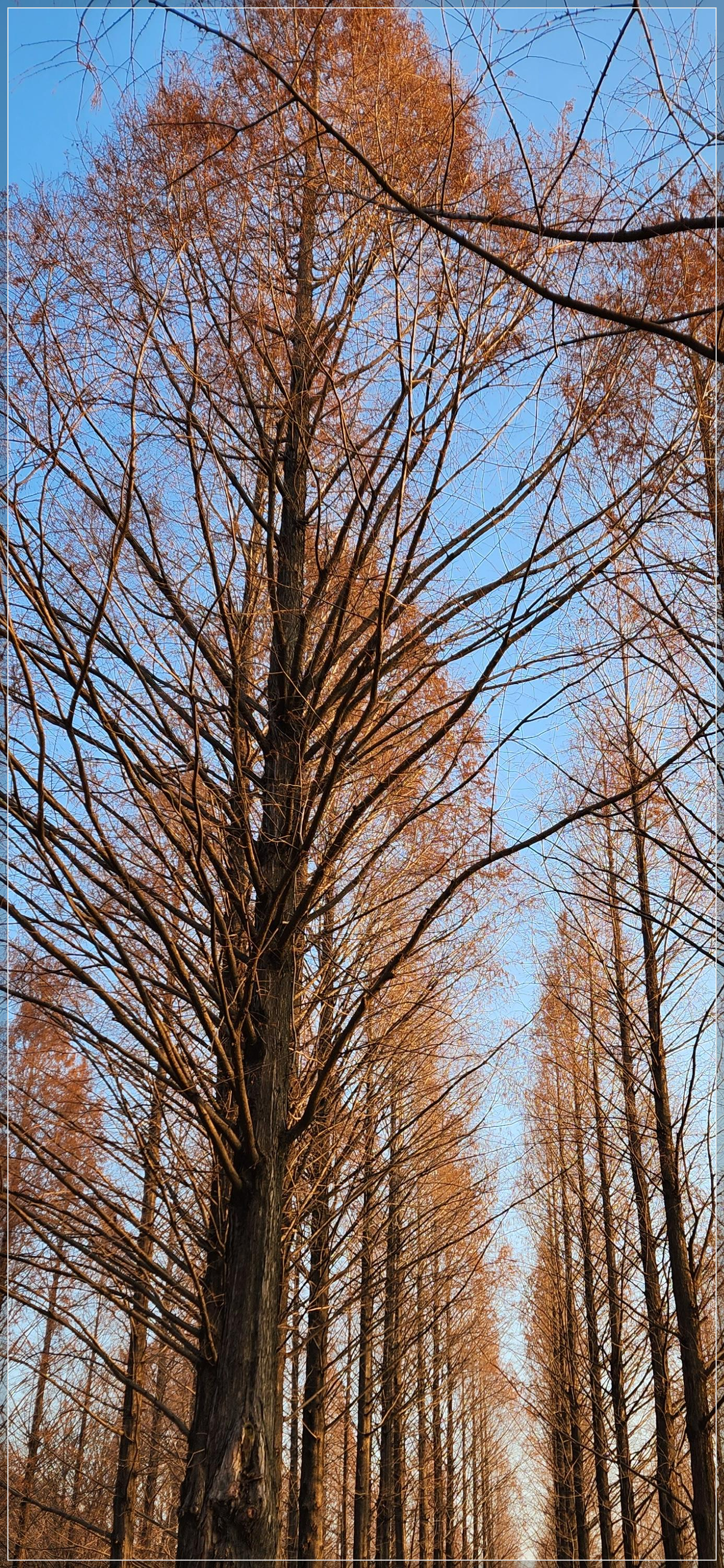 월드컵공원평화공원8M억새대형토끼