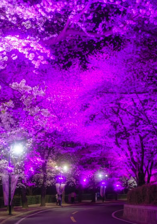 대구 이월드 벚꽃 축제