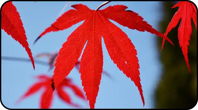 내장산 등산코스 추천(+ 등산지도 )