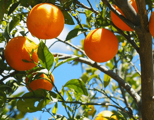 폐에 좋은 음식