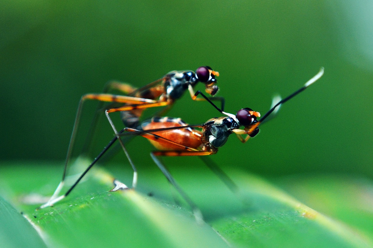러브 버그 퇴치방법&amp;#44; 러브 버그 익충&amp;#44; 러브 버그 시기&amp;#44; 러브 버그 모기&amp;#44; 러브 버그 방역&amp;#44; 러브 버그 퇴치법&amp;#44; 러브 버그 수명&amp;#44; 러브 버그 천적&amp;#44; 러브 버그 살충제&amp;#44; 러브 버그 출몰&amp;#44; 러브버그퇴치익충&amp;#44; 러브 버그 출몰지역&amp;#44; 러브버그 익충 이유&amp;#44; 러브버그 퇴치제&amp;#44; 러브버그 출몰 시기&amp;#44; 러브버그 원산지&amp;#44; 러브 버그 퇴치방법&amp;#44; 러브 버그 익충&amp;#44; 러브 버그 시기&amp;#44; 러브 버그 모기&amp;#44; 러브 버그 방역&amp;#44; 러브 버그 퇴치법&amp;#44; 러브 버그 수명&amp;#44; 러브 버그 천적&amp;#44; 러브 버그 살충제&amp;#44; 러브 버그 출몰&amp;#44; 러브버그퇴치익충&amp;#44; 러브 버그 출몰지역&amp;#44; 러브버그 익충 이유&amp;#44; 러브버그 퇴치제&amp;#44; 러브버그 출몰 시기&amp;#44; 러브버그 원산지&amp;#44; 러브 버그 퇴치방법&amp;#44; 러브 버그 익충&amp;#44; 러브 버그 시기&amp;#44; 러브 버그 모기&amp;#44; 러브 버그 방역&amp;#44; 러브 버그 퇴치법&amp;#44; 러브 버그 수명&amp;#44; 러브 버그 천적&amp;#44; 러브 버그 살충제&amp;#44; 러브 버그 출몰&amp;#44; 러브버그퇴치익충&amp;#44; 러브 버그 출몰지역&amp;#44; 러브버그 익충 이유&amp;#44; 러브버그 퇴치제&amp;#44; 러브버그 출몰 시기&amp;#44; 러브버그 원산지&amp;#44; 러브 버그 퇴치방법&amp;#44; 러브 버그 익충&amp;#44; 러브 버그 시기&amp;#44; 러브 버그 모기&amp;#44; 러브 버그 방역&amp;#44; 러브 버그 퇴치법&amp;#44; 러브 버그 수명&amp;#44; 러브 버그 천적&amp;#44; 러브 버그 살충제&amp;#44; 러브 버그 출몰&amp;#44; 러브버그퇴치익충&amp;#44; 러브 버그 출몰지역&amp;#44; 러브버그 익충 이유&amp;#44; 러브버그 퇴치제&amp;#44; 러브버그 출몰 시기&amp;#44; 러브버그 원산지&amp;#44; 러브 버그 퇴치방법&amp;#44; 러브 버그 익충&amp;#44; 러브 버그 시기&amp;#44; 러브 버그 모기&amp;#44; 러브 버그 방역&amp;#44; 러브 버그 퇴치법&amp;#44; 러브 버그 수명&amp;#44; 러브 버그 천적&amp;#44; 러브 버그 살충제&amp;#44; 러브 버그 출몰&amp;#44; 러브버그퇴치익충&amp;#44; 러브 버그 출몰지역&amp;#44; 러브버그 익충 이유&amp;#44; 러브버그 퇴치제&amp;#44; 러브버그 출몰 시기&amp;#44; 러브버그 원산지&amp;#44; 러브 버그 퇴치방법&amp;#44; 러브 버그 익충&amp;#44; 러브 버그 시기&amp;#44; 러브 버그 모기&amp;#44; 러브 버그 방역&amp;#44; 러브 버그 퇴치법&amp;#44; 러브 버그 수명&amp;#44; 러브 버그 천적&amp;#44; 러브 버그 살충제&amp;#44; 러브 버그 출몰&amp;#44; 러브버그퇴치익충&amp;#44; 러브 버그 출몰지역&amp;#44; 러브버그 익충 이유&amp;#44; 러브버그 퇴치제&amp;#44; 러브버그 출몰 시기&amp;#44; 러브버그 원산지&amp;#44; 러브 버그 퇴치방법&amp;#44; 러브 버그 익충&amp;#44; 러브 버그 시기&amp;#44; 러브 버그 모기&amp;#44; 러브 버그 방역&amp;#44; 러브 버그 퇴치법&amp;#44; 러브 버그 수명&amp;#44; 러브 버그 천적&amp;#44; 러브 버그 살충제&amp;#44; 러브 버그 출몰&amp;#44; 러브버그퇴치익충&amp;#44; 러브 버그 출몰지역&amp;#44; 러브버그 익충 이유&amp;#44; 러브버그 퇴치제&amp;#44; 러브버그 출몰 시기&amp;#44; 러브버그 원산지&amp;#44; 러브 버그 퇴치방법&amp;#44; 러브 버그 익충&amp;#44; 러브 버그 시기&amp;#44; 러브 버그 모기&amp;#44; 러브 버그 방역&amp;#44; 러브 버그 퇴치법&amp;#44; 러브 버그 수명&amp;#44; 러브 버그 천적&amp;#44; 러브 버그 살충제&amp;#44; 러브 버그 출몰&amp;#44; 러브버그퇴치익충&amp;#44; 러브 버그 출몰지역&amp;#44; 러브버그 익충 이유&amp;#44; 러브버그 퇴치제&amp;#44; 러브버그 출몰 시기&amp;#44; 러브버그 원산지&amp;#44; 러브 버그 퇴치방법&amp;#44; 러브 버그 익충&amp;#44; 러브 버그 시기&amp;#44; 러브 버그 모기&amp;#44; 러브 버그 방역&amp;#44; 러브 버그 퇴치법&amp;#44; 러브 버그 수명&amp;#44; 러브 버그 천적&amp;#44; 러브 버그 살충제&amp;#44; 러브 버그 출몰&amp;#44; 러브버그퇴치익충&amp;#44; 러브 버그 출몰지역&amp;#44; 러브버그 익충 이유&amp;#44; 러브버그 퇴치제&amp;#44; 러브버그 출몰 시기&amp;#44; 러브버그 원산지&amp;#44; 러브 버그 퇴치방법&amp;#44; 러브 버그 익충&amp;#44; 러브 버그 시기&amp;#44; 러브 버그 모기&amp;#44; 러브 버그 방역&amp;#44; 러브 버그 퇴치법&amp;#44; 러브 버그 수명&amp;#44; 러브 버그 천적&amp;#44; 러브 버그 살충제&amp;#44; 러브 버그 출몰&amp;#44; 러브버그퇴치익충&amp;#44; 러브 버그 출몰지역&amp;#44; 러브버그 익충 이유&amp;#44; 러브버그 퇴치제&amp;#44; 러브버그 출몰 시기&amp;#44; 러브버그 원산지&amp;#44; 러브 버그 퇴치방법&amp;#44; 러브 버그 익충&amp;#44; 러브 버그 시기&amp;#44; 러브 버그 모기&amp;#44; 러브 버그 방역&amp;#44; 러브 버그 퇴치법&amp;#44; 러브 버그 수명&amp;#44; 러브 버그 천적&amp;#44; 러브 버그 살충제&amp;#44; 러브 버그 출몰&amp;#44; 러브버그퇴치익충&amp;#44; 러브 버그 출몰지역&amp;#44; 러브버그 익충 이유&amp;#44; 러브버그 퇴치제&amp;#44; 러브버그 출몰 시기&amp;#44; 러브버그 원산지&amp;#44; 러브 버그 퇴치방법&amp;#44; 러브 버그 익충&amp;#44; 러브 버그 시기&amp;#44; 러브 버그 모기&amp;#44; 러브 버그 방역&amp;#44; 러브 버그 퇴치법&amp;#44; 러브 버그 수명&amp;#44; 러브 버그 천적&amp;#44; 러브 버그 살충제&amp;#44; 러브 버그 출몰&amp;#44; 러브버그퇴치익충&amp;#44; 러브 버그 출몰지역&amp;#44; 러브버그 익충 이유&amp;#44; 러브버그 퇴치제&amp;#44; 러브버그 출몰 시기&amp;#44; 러브버그 원산지&amp;#44; 러브 버그 퇴치방법&amp;#44; 러브 버그 익충&amp;#44; 러브 버그 시기&amp;#44; 러브 버그 모기&amp;#44; 러브 버그 방역&amp;#44; 러브 버그 퇴치법&amp;#44; 러브 버그 수명&amp;#44; 러브 버그 천적&amp;#44; 러브 버그 살충제&amp;#44; 러브 버그 출몰&amp;#44; 러브버그퇴치익충&amp;#44; 러브 버그 출몰지역&amp;#44; 러브버그 익충 이유&amp;#44; 러브버그 퇴치제&amp;#44; 러브버그 출몰 시기&amp;#44; 러브버그 원산지&amp;#44; 러브 버그 퇴치방법&amp;#44; 러브 버그 익충&amp;#44; 러브 버그 시기&amp;#44; 러브 버그 모기&amp;#44; 러브 버그 방역&amp;#44; 러브 버그 퇴치법&amp;#44; 러브 버그 수명&amp;#44; 러브 버그 천적&amp;#44; 러브 버그 살충제&amp;#44; 러브 버그 출몰&amp;#44; 러브버그퇴치익충&amp;#44; 러브 버그 출몰지역&amp;#44; 러브버그 익충 이유&amp;#44; 러브버그 퇴치제&amp;#44; 러브버그 출몰 시기&amp;#44; 러브버그 원산지&amp;#44; 러브 버그 퇴치방법&amp;#44; 러브 버그 익충&amp;#44; 러브 버그 시기&amp;#44; 러브 버그 모기&amp;#44; 러브 버그 방역&amp;#44; 러브 버그 퇴치법&amp;#44; 러브 버그 수명&amp;#44; 러브 버그 천적&amp;#44; 러브 버그 살충제&amp;#44; 러브 버그 출몰&amp;#44; 러브버그퇴치익충&amp;#44; 러브 버그 출몰지역&amp;#44; 러브버그 익충 이유&amp;#44; 러브버그 퇴치제&amp;#44; 러브버그 출몰 시기&amp;#44; 러브버그 원산지&amp;#44; 러브 버그 퇴치방법&amp;#44; 러브 버그 익충&amp;#44; 러브 버그 시기&amp;#44; 러브 버그 모기&amp;#44; 러브 버그 방역&amp;#44; 러브 버그 퇴치법&amp;#44; 러브 버그 수명&amp;#44; 러브 버그 천적&amp;#44; 러브 버그 살충제&amp;#44; 러브 버그 출몰&amp;#44; 러브버그퇴치익충&amp;#44; 러브 버그 출몰지역&amp;#44; 러브버그 익충 이유&amp;#44; 러브버그 퇴치제&amp;#44; 러브버그 출몰 시기&amp;#44; 러브버그 원산지&amp;#44; 러브 버그 퇴치방법&amp;#44; 러브 버그 익충&amp;#44; 러브 버그 시기&amp;#44; 러브 버그 모기&amp;#44; 러브 버그 방역&amp;#44; 러브 버그 퇴치법&amp;#44; 러브 버그 수명&amp;#44; 러브 버그 천적&amp;#44; 러브 버그 살충제&amp;#44; 러브 버그 출몰&amp;#44; 러브버그퇴치익충&amp;#44; 러브 버그 출몰지역&amp;#44; 러브버그 익충 이유&amp;#44; 러브버그 퇴치제&amp;#44; 러브버그 출몰 시기&amp;#44; 러브버그 원산지&amp;#44; 러브 버그 퇴치방법&amp;#44; 러브 버그 익충&amp;#44; 러브 버그 시기&amp;#44; 러브 버그 모기&amp;#44; 러브 버그 방역&amp;#44; 러브 버그 퇴치법&amp;#44; 러브 버그 수명&amp;#44; 러브 버그 천적&amp;#44; 러브 버그 살충제&amp;#44; 러브 버그 출몰&amp;#44; 러브버그퇴치익충&amp;#44; 러브 버그 출몰지역&amp;#44; 러브버그 익충 이유&amp;#44; 러브버그 퇴치제&amp;#44; 러브버그 출몰 시기&amp;#44; 러브버그 원산지&amp;#44; 러브 버그 퇴치방법&amp;#44; 러브 버그 익충&amp;#44; 러브 버그 시기&amp;#44; 러브 버그 모기&amp;#44; 러브 버그 방역&amp;#44; 러브 버그 퇴치법&amp;#44; 러브 버그 수명&amp;#44; 러브 버그 천적&amp;#44; 러브 버그 살충제&amp;#44; 러브 버그 출몰&amp;#44; 러브버그퇴치익충&amp;#44; 러브 버그 출몰지역&amp;#44; 러브버그 익충 이유&amp;#44; 러브버그 퇴치제&amp;#44; 러브버그 출몰 시기&amp;#44; 러브버그 원산지&amp;#44; 러브 버그 퇴치방법&amp;#44; 러브 버그 익충&amp;#44; 러브 버그 시기&amp;#44; 러브 버그 모기&amp;#44; 러브 버그 방역&amp;#44; 러브 버그 퇴치법&amp;#44; 러브 버그 수명&amp;#44; 러브 버그 천적&amp;#44; 러브 버그 살충제&amp;#44; 러브 버그 출몰&amp;#44; 러브버그퇴치익충&amp;#44; 러브 버그 출몰지역&amp;#44; 러브버그 익충 이유&amp;#44; 러브버그 퇴치제&amp;#44; 러브버그 출몰 시기&amp;#44; 러브버그 원산지&amp;#44; 러브 버그 퇴치방법&amp;#44; 러브 버그 익충&amp;#44; 러브 버그 시기&amp;#44; 러브 버그 모기&amp;#44; 러브 버그 방역&amp;#44; 러브 버그 퇴치법&amp;#44; 러브 버그 수명&amp;#44; 러브 버그 천적&amp;#44; 러브 버그 살충제&amp;#44; 러브 버그 출몰&amp;#44; 러브버그퇴치익충&amp;#44; 러브 버그 출몰지역&amp;#44; 러브버그 익충 이유&amp;#44; 러브버그 퇴치제&amp;#44; 러브버그 출몰 시기&amp;#44; 러브버그 원산지&amp;#44; 러브 버그 퇴치방법&amp;#44; 러브 버그 익충&amp;#44; 러브 버그 시기&amp;#44; 러브 버그 모기&amp;#44; 러브 버그 방역&amp;#44; 러브 버그 퇴치법&amp;#44; 러브 버그 수명&amp;#44; 러브 버그 천적&amp;#44; 러브 버그 살충제&amp;#44; 러브 버그 출몰&amp;#44; 러브버그퇴치익충&amp;#44; 러브 버그 출몰지역&amp;#44; 러브버그 익충 이유&amp;#44; 러브버그 퇴치제&amp;#44; 러브버그 출몰 시기&amp;#44; 러브버그 원산지&amp;#44; 러브 버그 퇴치방법&amp;#44; 러브 버그 익충&amp;#44; 러브 버그 시기&amp;#44; 러브 버그 모기&amp;#44; 러브 버그 방역&amp;#44; 러브 버그 퇴치법&amp;#44; 러브 버그 수명&amp;#44; 러브 버그 천적&amp;#44; 러브 버그 살충제&amp;#44; 러브 버그 출몰&amp;#44; 러브버그퇴치익충&amp;#44; 러브 버그 출몰지역&amp;#44; 러브버그 익충 이유&amp;#44; 러브버그 퇴치제&amp;#44; 러브버그 출몰 시기&amp;#44; 러브버그 원산지&amp;#44; 러브 버그 퇴치방법&amp;#44; 러브 버그 익충&amp;#44; 러브 버그 시기&amp;#44; 러브 버그 모기&amp;#44; 러브 버그 방역&amp;#44; 러브 버그 퇴치법&amp;#44; 러브 버그 수명&amp;#44; 러브 버그 천적&amp;#44; 러브 버그 살충제&amp;#44; 러브 버그 출몰&amp;#44; 러브버그퇴치익충&amp;#44; 러브 버그 출몰지역&amp;#44; 러브버그 익충 이유&amp;#44; 러브버그 퇴치제&amp;#44; 러브버그 출몰 시기&amp;#44; 러브버그 원산지&amp;#44; 러브 버그 퇴치방법&amp;#44; 러브 버그 익충&amp;#44; 러브 버그 시기&amp;#44; 러브 버그 모기&amp;#44; 러브 버그 방역&amp;#44; 러브 버그 퇴치법&amp;#44; 러브 버그 수명&amp;#44; 러브 버그 천적&amp;#44; 러브 버그 살충제&amp;#44; 러브 버그 출몰&amp;#44; 러브버그퇴치익충&amp;#44; 러브 버그 출몰지역&amp;#44; 러브버그 익충 이유&amp;#44; 러브버그 퇴치제&amp;#44; 러브버그 출몰 시기&amp;#44; 러브버그 원산지&amp;#44; 러브 버그 퇴치방법&amp;#44; 러브 버그 익충&amp;#44; 러브 버그 시기&amp;#44; 러브 버그 모기&amp;#44; 러브 버그 방역&amp;#44; 러브 버그 퇴치법&amp;#44; 러브 버그 수명&amp;#44; 러브 버그 천적&amp;#44; 러브 버그 살충제&amp;#44; 러브 버그 출몰&amp;#44; 러브버그퇴치익충&amp;#44; 러브 버그 출몰지역&amp;#44; 러브버그 익충 이유&amp;#44; 러브버그 퇴치제&amp;#44; 러브버그 출몰 시기&amp;#44; 러브버그 원산지&amp;#44; 러브 버그 퇴치방법&amp;#44; 러브 버그 익충&amp;#44; 러브 버그 시기&amp;#44; 러브 버그 모기&amp;#44; 러브 버그 방역&amp;#44; 러브 버그 퇴치법&amp;#44; 러브 버그 수명&amp;#44; 러브 버그 천적&amp;#44; 러브 버그 살충제&amp;#44; 러브 버그 출몰&amp;#44; 러브버그퇴치익충&amp;#44; 러브 버그 출몰지역&amp;#44; 러브버그 익충 이유&amp;#44; 러브버그 퇴치제&amp;#44; 러브버그 출몰 시기&amp;#44; 러브버그 원산지&amp;#44; 러브 버그 퇴치방법&amp;#44; 러브 버그 익충&amp;#44; 러브 버그 시기&amp;#44; 러브 버그 모기&amp;#44; 러브 버그 방역&amp;#44; 러브 버그 퇴치법&amp;#44; 러브 버그 수명&amp;#44; 러브 버그 천적&amp;#44; 러브 버그 살충제&amp;#44; 러브 버그 출몰&amp;#44; 러브버그퇴치익충&amp;#44; 러브 버그 출몰지역&amp;#44; 러브버그 익충 이유&amp;#44; 러브버그 퇴치제&amp;#44; 러브버그 출몰 시기&amp;#44; 러브버그 원산지&amp;#44; 러브 버그 퇴치방법&amp;#44; 러브 버그 익충&amp;#44; 러브 버그 시기&amp;#44; 러브 버그 모기&amp;#44; 러브 버그 방역&amp;#44; 러브 버그 퇴치법&amp;#44; 러브 버그 수명&amp;#44; 러브 버그 천적&amp;#44; 러브 버그 살충제&amp;#44; 러브 버그 출몰&amp;#44; 러브버그퇴치익충&amp;#44; 러브 버그 출몰지역&amp;#44; 러브버그 익충 이유&amp;#44; 러브버그 퇴치제&amp;#44; 러브버그 출몰 시기&amp;#44; 러브버그 원산지&amp;#44; 러브 버그 퇴치방법&amp;#44; 러브 버그 익충&amp;#44; 러브 버그 시기&amp;#44; 러브 버그 모기&amp;#44; 러브 버그 방역&amp;#44; 러브 버그 퇴치법&amp;#44; 러브 버그 수명&amp;#44; 러브 버그 천적&amp;#44; 러브 버그 살충제&amp;#44; 러브 버그 출몰&amp;#44; 러브버그퇴치익충&amp;#44; 러브 버그 출몰지역&amp;#44; 러브버그 익충 이유&amp;#44; 러브버그 퇴치제&amp;#44; 러브버그 출몰 시기&amp;#44; 러브버그 원산지&amp;#44; 러브 버그 퇴치방법&amp;#44; 러브 버그 익충&amp;#44; 러브 버그 시기&amp;#44; 러브 버그 모기&amp;#44; 러브 버그 방역&amp;#44; 러브 버그 퇴치법&amp;#44; 러브 버그 수명&amp;#44; 러브 버그 천적&amp;#44; 러브 버그 살충제&amp;#44; 러브 버그 출몰&amp;#44; 러브버그퇴치익충&amp;#44; 러브 버그 출몰지역&amp;#44; 러브버그 익충 이유&amp;#44; 러브버그 퇴치제&amp;#44; 러브버그 출몰 시기&amp;#44; 러브버그 원산지&amp;#44; 러브 버그 퇴치방법&amp;#44; 러브 버그 익충&amp;#44; 러브 버그 시기&amp;#44; 러브 버그 모기&amp;#44; 러브 버그 방역&amp;#44; 러브 버그 퇴치법&amp;#44; 러브 버그 수명&amp;#44; 러브 버그 천적&amp;#44; 러브 버그 살충제&amp;#44; 러브 버그 출몰&amp;#44; 러브버그퇴치익충&amp;#44; 러브 버그 출몰지역&amp;#44; 러브버그 익충 이유&amp;#44; 러브버그 퇴치제&amp;#44; 러브버그 출몰 시기&amp;#44; 러브버그 원산지&amp;#44; 러브 버그 퇴치방법&amp;#44; 러브 버그 익충&amp;#44; 러브 버그 시기&amp;#44; 러브 버그 모기&amp;#44; 러브 버그 방역&amp;#44; 러브 버그 퇴치법&amp;#44; 러브 버그 수명&amp;#44; 러브 버그 천적&amp;#44; 러브 버그 살충제&amp;#44; 러브 버그 출몰&amp;#44; 러브버그퇴치익충&amp;#44; 러브 버그 출몰지역&amp;#44; 러브버그 익충 이유&amp;#44; 러브버그 퇴치제&amp;#44; 러브버그 출몰 시기&amp;#44; 러브버그 원산지&amp;#44; 러브 버그 퇴치방법&amp;#44; 러브 버그 익충&amp;#44; 러브 버그 시기&amp;#44; 러브 버그 모기&amp;#44; 러브 버그 방역&amp;#44; 러브 버그 퇴치법&amp;#44; 러브 버그 수명&amp;#44; 러브 버그 천적&amp;#44; 러브 버그 살충제&amp;#44; 러브 버그 출몰&amp;#44; 러브버그퇴치익충&amp;#44; 러브 버그 출몰지역&amp;#44; 러브버그 익충 이유&amp;#44; 러브버그 퇴치제&amp;#44; 러브버그 출몰 시기&amp;#44; 러브버그 원산지&amp;#44; 러브 버그 퇴치방법&amp;#44; 러브 버그 익충&amp;#44; 러브 버그 시기&amp;#44; 러브 버그 모기&amp;#44; 러브 버그 방역&amp;#44; 러브 버그 퇴치법&amp;#44; 러브 버그 수명&amp;#44; 러브 버그 천적&amp;#44; 러브 버그 살충제&amp;#44; 러브 버그 출몰&amp;#44; 러브버그퇴치익충&amp;#44; 러브 버그 출몰지역&amp;#44; 러브버그 익충 이유&amp;#44; 러브버그 퇴치제&amp;#44; 러브버그 출몰 시기&amp;#44; 러브버그 원산지&amp;#44; 러브 버그 퇴치방법&amp;#44; 러브 버그 익충&amp;#44; 러브 버그 시기&amp;#44; 러브 버그 모기&amp;#44; 러브 버그 방역&amp;#44; 러브 버그 퇴치법&amp;#44; 러브 버그 수명&amp;#44; 러브 버그 천적&amp;#44; 러브 버그 살충제&amp;#44; 러브 버그 출몰&amp;#44; 러브버그퇴치익충&amp;#44; 러브 버그 출몰지역&amp;#44; 러브버그 익충 이유&amp;#44; 러브버그 퇴치제&amp;#44; 러브버그 출몰 시기&amp;#44; 러브버그 원산지&amp;#44; 러브 버그 퇴치방법&amp;#44; 러브 버그 익충&amp;#44; 러브 버그 시기&amp;#44; 러브 버그 모기&amp;#44; 러브 버그 방역&amp;#44; 러브 버그 퇴치법&amp;#44; 러브 버그 수명&amp;#44; 러브 버그 천적&amp;#44; 러브 버그 살충제&amp;#44; 러브 버그 출몰&amp;#44; 러브버그퇴치익충&amp;#44; 러브 버그 출몰지역&amp;#44; 러브버그 익충 이유&amp;#44; 러브버그 퇴치제&amp;#44; 러브버그 출몰 시기&amp;#44; 러브버그 원산지&amp;#44; 러브 버그 퇴치방법&amp;#44; 러브 버그 익충&amp;#44; 러브 버그 시기&amp;#44; 러브 버그 모기&amp;#44; 러브 버그 방역&amp;#44; 러브 버그 퇴치법&amp;#44; 러브 버그 수명&amp;#44; 러브 버그 천적&amp;#44; 러브 버그 살충제&amp;#44; 러브 버그 출몰&amp;#44; 러브버그퇴치익충&amp;#44; 러브 버그 출몰지역&amp;#44; 러브버그 익충 이유&amp;#44; 러브버그 퇴치제&amp;#44; 러브버그 출몰 시기&amp;#44; 러브버그 원산지&amp;#44; 러브 버그 퇴치방법&amp;#44; 러브 버그 익충&amp;#44; 러브 버그 시기&amp;#44; 러브 버그 모기&amp;#44; 러브 버그 방역&amp;#44; 러브 버그 퇴치법&amp;#44; 러브 버그 수명&amp;#44; 러브 버그 천적&amp;#44; 러브 버그 살충제&amp;#44; 러브 버그 출몰&amp;#44; 러브버그퇴치익충&amp;#44; 러브 버그 출몰지역&amp;#44; 러브버그 익충 이유&amp;#44; 러브버그 퇴치제&amp;#44; 러브버그 출몰 시기&amp;#44; 러브버그 원산지&amp;#44; 러브 버그 퇴치방법&amp;#44; 러브 버그 익충&amp;#44; 러브 버그 시기&amp;#44; 러브 버그 모기&amp;#44; 러브 버그 방역&amp;#44; 러브 버그 퇴치법&amp;#44; 러브 버그 수명&amp;#44; 러브 버그 천적&amp;#44; 러브 버그 살충제&amp;#44; 러브 버그 출몰&amp;#44; 러브버그퇴치익충&amp;#44; 러브 버그 출몰지역&amp;#44; 러브버그 익충 이유&amp;#44; 러브버그 퇴치제&amp;#44; 러브버그 출몰 시기&amp;#44; 러브버그 원산지&amp;#44; 러브 버그 퇴치방법&amp;#44; 러브 버그 익충&amp;#44; 러브 버그 시기&amp;#44; 러브 버그 모기&amp;#44; 러브 버그 방역&amp;#44; 러브 버그 퇴치법&amp;#44; 러브 버그 수명&amp;#44; 러브 버그 천적&amp;#44; 러브 버그 살충제&amp;#44; 러브 버그 출몰&amp;#44; 러브버그퇴치익충&amp;#44; 러브 버그 출몰지역&amp;#44; 러브버그 익충 이유&amp;#44; 러브버그 퇴치제&amp;#44; 러브버그 출몰 시기&amp;#44; 러브버그 원산지&amp;#44; 러브 버그 퇴치방법&amp;#44; 러브 버그 익충&amp;#44; 러브 버그 시기&amp;#44; 러브 버그 모기&amp;#44; 러브 버그 방역&amp;#44; 러브 버그 퇴치법&amp;#44; 러브 버그 수명&amp;#44; 러브 버그 천적&amp;#44; 러브 버그 살충제&amp;#44; 러브 버그 출몰&amp;#44; 러브버그퇴치익충&amp;#44; 러브 버그 출몰지역&amp;#44; 러브버그 익충 이유&amp;#44; 러브버그 퇴치제&amp;#44; 러브버그 출몰 시기&amp;#44; 러브버그 원산지&amp;#44; 러브 버그 퇴치방법&amp;#44; 러브 버그 익충&amp;#44; 러브 버그 시기&amp;#44; 러브 버그 모기&amp;#44; 러브 버그 방역&amp;#44; 러브 버그 퇴치법&amp;#44; 러브 버그 수명&amp;#44; 러브 버그 천적&amp;#44; 러브 버그 살충제&amp;#44; 러브 버그 출몰&amp;#44; 러브버그퇴치익충&amp;#44; 러브 버그 출몰지역&amp;#44; 러브버그 익충 이유&amp;#44; 러브버그 퇴치제&amp;#44; 러브버그 출몰 시기&amp;#44; 러브버그 원산지&amp;#44; 러브 버그 퇴치방법&amp;#44; 러브 버그 익충&amp;#44; 러브 버그 시기&amp;#44; 러브 버그 모기&amp;#44; 러브 버그 방역&amp;#44; 러브 버그 퇴치법&amp;#44; 러브 버그 수명&amp;#44; 러브 버그 천적&amp;#44; 러브 버그 살충제&amp;#44; 러브 버그 출몰&amp;#44; 러브버그퇴치익충&amp;#44; 러브 버그 출몰지역&amp;#44; 러브버그 익충 이유&amp;#44; 러브버그 퇴치제&amp;#44; 러브버그 출몰 시기&amp;#44; 러브버그 원산지&amp;#44; 러브 버그 퇴치방법&amp;#44; 러브 버그 익충&amp;#44; 러브 버그 시기&amp;#44; 러브 버그 모기&amp;#44; 러브 버그 방역&amp;#44; 러브 버그 퇴치법&amp;#44; 러브 버그 수명&amp;#44; 러브 버그 천적&amp;#44; 러브 버그 살충제&amp;#44; 러브 버그 출몰&amp;#44; 러브버그퇴치익충&amp;#44; 러브 버그 출몰지역&amp;#44; 러브버그 익충 이유&amp;#44; 러브버그 퇴치제&amp;#44; 러브버그 출몰 시기&amp;#44; 러브버그 원산지&amp;#44; 러브 버그 퇴치방법&amp;#44; 러브 버그 익충&amp;#44; 러브 버그 시기&amp;#44; 러브 버그 모기&amp;#44; 러브 버그 방역&amp;#44; 러브 버그 퇴치법&amp;#44; 러브 버그 수명&amp;#44; 러브 버그 천적&amp;#44; 러브 버그 살충제&amp;#44; 러브 버그 출몰&amp;#44; 러브버그퇴치익충&amp;#44; 러브 버그 출몰지역&amp;#44; 러브버그 익충 이유&amp;#44; 러브버그 퇴치제&amp;#44; 러브버그 출몰 시기&amp;#44; 러브버그 원산지&amp;#44; 러브 버그 퇴치방법&amp;#44; 러브 버그 익충&amp;#44; 러브 버그 시기&amp;#44; 러브 버그 모기&amp;#44; 러브 버그 방역&amp;#44; 러브 버그 퇴치법&amp;#44; 러브 버그 수명&amp;#44; 러브 버그 천적&amp;#44; 러브 버그 살충제&amp;#44; 러브 버그 출몰&amp;#44; 러브버그퇴치익충&amp;#44; 러브 버그 출몰지역&amp;#44; 러브버그 익충 이유&amp;#44; 러브버그 퇴치제&amp;#44; 러브버그 출몰 시기&amp;#44; 러브버그 원산지&amp;#44; 러브 버그 퇴치방법&amp;#44; 러브 버그 익충&amp;#44; 러브 버그 시기&amp;#44; 러브 버그 모기&amp;#44; 러브 버그 방역&amp;#44; 러브 버그 퇴치법&amp;#44; 러브 버그 수명&amp;#44; 러브 버그 천적&amp;#44; 러브 버그 살충제&amp;#44; 러브 버그 출몰&amp;#44; 러브버그퇴치익충&amp;#44; 러브 버그 출몰지역&amp;#44; 러브버그 익충 이유&amp;#44; 러브버그 퇴치제&amp;#44; 러브버그 출몰 시기&amp;#44; 러브버그 원산지&amp;#44; 러브 버그 퇴치방법&amp;#44; 러브 버그 익충&amp;#44; 러브 버그 시기&amp;#44; 러브 버그 모기&amp;#44; 러브 버그 방역&amp;#44; 러브 버그 퇴치법&amp;#44; 러브 버그 수명&amp;#44; 러브 버그 천적&amp;#44; 러브 버그 살충제&amp;#44; 러브 버그 출몰&amp;#44; 러브버그퇴치익충&amp;#44; 러브 버그 출몰지역&amp;#44; 러브버그 익충 이유&amp;#44; 러브버그 퇴치제&amp;#44; 러브버그 출몰 시기&amp;#44; 러브버그 원산지&amp;#44; 러브 버그 퇴치방법&amp;#44; 러브 버그 익충&amp;#44; 러브 버그 시기&amp;#44; 러브 버그 모기&amp;#44; 러브 버그 방역&amp;#44; 러브 버그 퇴치법&amp;#44; 러브 버그 수명&amp;#44; 러브 버그 천적&amp;#44; 러브 버그 살충제&amp;#44; 러브 버그 출몰&amp;#44; 러브버그퇴치익충&amp;#44; 러브 버그 출몰지역&amp;#44; 러브버그 익충 이유&amp;#44; 러브버그 퇴치제&amp;#44; 러브버그 출몰 시기&amp;#44; 러브버그 원산지&amp;#44; 러브 버그 퇴치방법&amp;#44; 러브 버그 익충&amp;#44; 러브 버그 시기&amp;#44; 러브 버그 모기&amp;#44; 러브 버그 방역&amp;#44; 러브 버그 퇴치법&amp;#44; 러브 버그 수명&amp;#44; 러브 버그 천적&amp;#44; 러브 버그 살충제&amp;#44; 러브 버그 출몰&amp;#44; 러브버그퇴치익충&amp;#44; 러브 버그 출몰지역&amp;#44; 러브버그 익충 이유&amp;#44; 러브버그 퇴치제&amp;#44; 러브버그 출몰 시기&amp;#44; 러브버그 원산지&amp;#44; 러브 버그 퇴치방법&amp;#44; 러브 버그 익충&amp;#44; 러브 버그 시기&amp;#44; 러브 버그 모기&amp;#44; 러브 버그 방역&amp;#44; 러브 버그 퇴치법&amp;#44; 러브 버그 수명&amp;#44; 러브 버그 천적&amp;#44; 러브 버그 살충제&amp;#44; 러브 버그 출몰&amp;#44; 러브버그퇴치익충&amp;#44; 러브 버그 출몰지역&amp;#44; 러브버그 익충 이유&amp;#44; 러브버그 퇴치제&amp;#44; 러브버그 출몰 시기&amp;#44; 러브버그 원산지&amp;#44; 러브 버그 퇴치방법&amp;#44; 러브 버그 익충&amp;#44; 러브 버그 시기&amp;#44; 러브 버그 모기&amp;#44; 러브 버그 방역&amp;#44; 러브 버그 퇴치법&amp;#44; 러브 버그 수명&amp;#44; 러브 버그 천적&amp;#44; 러브 버그 살충제&amp;#44; 러브 버그 출몰&amp;#44; 러브버그퇴치익충&amp;#44; 러브 버그 출몰지역&amp;#44; 러브버그 익충 이유&amp;#44; 러브버그 퇴치제&amp;#44; 러브버그 출몰 시기&amp;#44; 러브버그 원산지&amp;#44; 러브 버그 퇴치방법&amp;#44; 러브 버그 익충&amp;#44; 러브 버그 시기&amp;#44; 러브 버그 모기&amp;#44; 러브 버그 방역&amp;#44; 러브 버그 퇴치법&amp;#44; 러브 버그 수명&amp;#44; 러브 버그 천적&amp;#44; 러브 버그 살충제&amp;#44; 러브 버그 출몰&amp;#44; 러브버그퇴치익충&amp;#44; 러브 버그 출몰지역&amp;#44; 러브버그 익충 이유&amp;#44; 러브버그 퇴치제&amp;#44; 러브버그 출몰 시기&amp;#44; 러브버그 원산지&amp;#44; 러브 버그 퇴치방법&amp;#44; 러브 버그 익충&amp;#44; 러브 버그 시기&amp;#44; 러브 버그 모기&amp;#44; 러브 버그 방역&amp;#44; 러브 버그 퇴치법&amp;#44; 러브 버그 수명&amp;#44; 러브 버그 천적&amp;#44; 러브 버그 살충제&amp;#44; 러브 버그 출몰&amp;#44; 러브버그퇴치익충&amp;#44; 러브 버그 출몰지역&amp;#44; 러브버그 익충 이유&amp;#44; 러브버그 퇴치제&amp;#44; 러브버그 출몰 시기&amp;#44; 러브버그 원산지&amp;#44; 러브 버그 퇴치방법&amp;#44; 러브 버그 익충&amp;#44; 러브 버그 시기&amp;#44; 러브 버그 모기&amp;#44; 러브 버그 방역&amp;#44; 러브 버그 퇴치법&amp;#44; 러브 버그 수명&amp;#44; 러브 버그 천적&amp;#44; 러브 버그 살충제&amp;#44; 러브 버그 출몰&amp;#44; 러브버그퇴치익충&amp;#44; 러브 버그 출몰지역&amp;#44; 러브버그 익충 이유&amp;#44; 러브버그 퇴치제&amp;#44; 러브버그 출몰 시기&amp;#44; 러브버그 원산지&amp;#44; 러브 버그 퇴치방법&amp;#44; 러브 버그 익충&amp;#44; 러브 버그 시기&amp;#44; 러브 버그 모기&amp;#44; 러브 버그 방역&amp;#44; 러브 버그 퇴치법&amp;#44; 러브 버그 수명&amp;#44; 러브 버그 천적&amp;#44; 러브 버그 살충제&amp;#44; 러브 버그 출몰&amp;#44; 러브버그퇴치익충&amp;#44; 러브 버그 출몰지역&amp;#44; 러브버그 익충 이유&amp;#44; 러브버그 퇴치제&amp;#44; 러브버그 출몰 시기&amp;#44; 러브버그 원산지&amp;#44; 러브 버그 퇴치방법&amp;#44; 러브 버그 익충&amp;#44; 러브 버그 시기&amp;#44; 러브 버그 모기&amp;#44; 러브 버그 방역&amp;#44; 러브 버그 퇴치법&amp;#44; 러브 버그 수명&amp;#44; 러브 버그 천적&amp;#44; 러브 버그 살충제&amp;#44; 러브 버그 출몰&amp;#44; 러브버그퇴치익충&amp;#44; 러브 버그 출몰지역&amp;#44; 러브버그 익충 이유&amp;#44; 러브버그 퇴치제&amp;#44; 러브버그 출몰 시기&amp;#44; 러브버그 원산지&amp;#44; 러브 버그 퇴치방법&amp;#44; 러브 버그 익충&amp;#44; 러브 버그 시기&amp;#44; 러브 버그 모기&amp;#44; 러브 버그 방역&amp;#44; 러브 버그 퇴치법&amp;#44; 러브 버그 수명&amp;#44; 러브 버그 천적&amp;#44; 러브 버그 살충제&amp;#44; 러브 버그 출몰&amp;#44; 러브버그퇴치익충&amp;#44; 러브 버그 출몰지역&amp;#44; 러브버그 익충 이유&amp;#44; 러브버그 퇴치제&amp;#44; 러브버그 출몰 시기&amp;#44; 러브버그 원산지&amp;#44; 러브 버그 퇴치방법&amp;#44; 러브 버그 익충&amp;#44; 러브 버그 시기&amp;#44; 러브 버그 모기&amp;#44; 러브 버그 방역&amp;#44; 러브 버그 퇴치법&amp;#44; 러브 버그 수명&amp;#44; 러브 버그 천적&amp;#44; 러브 버그 살충제&amp;#44; 러브 버그 출몰&amp;#44; 러브버그퇴치익충&amp;#44; 러브 버그 출몰지역&amp;#44; 러브버그 익충 이유&amp;#44; 러브버그 퇴치제&amp;#44; 러브버그 출몰 시기&amp;#44; 러브버그 원산지&amp;#44; 러브 버그 퇴치방법&amp;#44; 러브 버그 익충&amp;#44; 러브 버그 시기&amp;#44; 러브 버그 모기&amp;#44; 러브 버그 방역&amp;#44; 러브 버그 퇴치법&amp;#44; 러브 버그 수명&amp;#44; 러브 버그 천적&amp;#44; 러브 버그 살충제&amp;#44; 러브 버그 출몰&amp;#44; 러브버그퇴치익충&amp;#44; 러브 버그 출몰지역&amp;#44; 러브버그 익충 이유&amp;#44; 러브버그 퇴치제&amp;#44; 러브버그 출몰 시기&amp;#44; 러브버그 원산지&amp;#44; 러브 버그 퇴치방법&amp;#44; 러브 버그 익충&amp;#44; 러브 버그 시기&amp;#44; 러브 버그 모기&amp;#44; 러브 버그 방역&amp;#44; 러브 버그 퇴치법&amp;#44; 러브 버그 수명&amp;#44; 러브 버그 천적&amp;#44; 러브 버그 살충제&amp;#44; 러브 버그 출몰&amp;#44; 러브버그퇴치익충&amp;#44; 러브 버그 출몰지역&amp;#44; 러브버그 익충 이유&amp;#44; 러브버그 퇴치제&amp;#44; 러브버그 출몰 시기&amp;#44; 러브버그 원산지&amp;#44; 러브 버그 퇴치방법&amp;#44; 러브 버그 익충&amp;#44; 러브 버그 시기&amp;#44; 러브 버그 모기&amp;#44; 러브 버그 방역&amp;#44; 러브 버그 퇴치법&amp;#44; 러브 버그 수명&amp;#44; 러브 버그 천적&amp;#44; 러브 버그 살충제&amp;#44; 러브 버그 출몰&amp;#44; 러브버그퇴치익충&amp;#44; 러브 버그 출몰지역&amp;#44; 러브버그 익충 이유&amp;#44; 러브버그 퇴치제&amp;#44; 러브버그 출몰 시기&amp;#44; 러브버그 원산지&amp;#44; 러브 버그 퇴치방법&amp;#44; 러브 버그 익충&amp;#44; 러브 버그 시기&amp;#44; 러브 버그 모기&amp;#44; 러브 버그 방역&amp;#44; 러브 버그 퇴치법&amp;#44; 러브 버그 수명&amp;#44; 러브 버그 천적&amp;#44; 러브 버그 살충제&amp;#44; 러브 버그 출몰&amp;#44; 러브버그퇴치익충&amp;#44; 러브 버그 출몰지역&amp;#44; 러브버그 익충 이유&amp;#44; 러브버그 퇴치제&amp;#44; 러브버그 출몰 시기&amp;#44; 러브버그 원산지&amp;#44; 러브 버그 퇴치방법&amp;#44; 러브 버그 익충&amp;#44; 러브 버그 시기&amp;#44; 러브 버그 모기&amp;#44; 러브 버그 방역&amp;#44; 러브 버그 퇴치법&amp;#44; 러브 버그 수명&amp;#44; 러브 버그 천적&amp;#44; 러브 버그 살충제&amp;#44; 러브 버그 출몰&amp;#44; 러브버그퇴치익충&amp;#44; 러브 버그 출몰지역&amp;#44; 러브버그 익충 이유&amp;#44; 러브버그 퇴치제&amp;#44; 러브버그 출몰 시기&amp;#44; 러브버그 원산지&amp;#44; 러브 버그 퇴치방법&amp;#44; 러브 버그 익충&amp;#44; 러브 버그 시기&amp;#44; 러브 버그 모기&amp;#44; 러브 버그 방역&amp;#44; 러브 버그 퇴치법&amp;#44; 러브 버그 수명&amp;#44; 러브 버그 천적&amp;#44; 러브 버그 살충제&amp;#44; 러브 버그 출몰&amp;#44; 러브버그퇴치익충&amp;#44; 러브 버그 출몰지역&amp;#44; 러브버그 익충 이유&amp;#44; 러브버그 퇴치제&amp;#44; 러브버그 출몰 시기&amp;#44; 러브버그 원산지&amp;#44; 러브 버그 퇴치방법&amp;#44; 러브 버그 익충&amp;#44; 러브 버그 시기&amp;#44; 러브 버그 모기&amp;#44; 러브 버그 방역&amp;#44; 러브 버그 퇴치법&amp;#44; 러브 버그 수명&amp;#44; 러브 버그 천적&amp;#44; 러브 버그 살충제&amp;#44; 러브 버그 출몰&amp;#44; 러브버그퇴치익충&amp;#44; 러브 버그 출몰지역&amp;#44; 러브버그 익충 이유&amp;#44; 러브버그 퇴치제&amp;#44; 러브버그 출몰 시기&amp;#44; 러브버그 원산지&amp;#44; 러브 버그 퇴치방법&amp;#44; 러브 버그 익충&amp;#44; 러브 버그 시기&amp;#44; 러브 버그 모기&amp;#44; 러브 버그 방역&amp;#44; 러브 버그 퇴치법&amp;#44; 러브 버그 수명&amp;#44; 러브 버그 천적&amp;#44; 러브 버그 살충제&amp;#44; 러브 버그 출몰&amp;#44; 러브버그퇴치익충&amp;#44; 러브 버그 출몰지역&amp;#44; 러브버그 익충 이유&amp;#44; 러브버그 퇴치제&amp;#44; 러브버그 출몰 시기&amp;#44; 러브버그 원산지&amp;#44; 러브 버그 퇴치방법&amp;#44; 러브 버그 익충&amp;#44; 러브 버그 시기&amp;#44; 러브 버그 모기&amp;#44; 러브 버그 방역&amp;#44; 러브 버그 퇴치법&amp;#44; 러브 버그 수명&amp;#44; 러브 버그 천적&amp;#44; 러브 버그 살충제&amp;#44; 러브 버그 출몰&amp;#44; 러브버그퇴치익충&amp;#44; 러브 버그 출몰지역&amp;#44; 러브버그 익충 이유&amp;#44; 러브버그 퇴치제&amp;#44; 러브버그 출몰 시기&amp;#44; 러브버그 원산지&amp;#44; 러브 버그 퇴치방법&amp;#44; 러브 버그 익충&amp;#44; 러브 버그 시기&amp;#44; 러브 버그 모기&amp;#44; 러브 버그 방역&amp;#44; 러브 버그 퇴치법&amp;#44; 러브 버그 수명&amp;#44; 러브 버그 천적&amp;#44; 러브 버그 살충제&amp;#44; 러브 버그 출몰&amp;#44; 러브버그퇴치익충&amp;#44; 러브 버그 출몰지역&amp;#44; 러브버그 익충 이유&amp;#44; 러브버그 퇴치제&amp;#44; 러브버그 출몰 시기&amp;#44; 러브버그 원산지&amp;#44; 러브 버그 퇴치방법&amp;#44; 러브 버그 익충&amp;#44; 러브 버그 시기&amp;#44; 러브 버그 모기&amp;#44; 러브 버그 방역&amp;#44; 러브 버그 퇴치법&amp;#44; 러브 버그 수명&amp;#44; 러브 버그 천적&amp;#44; 러브 버그 살충제&amp;#44; 러브 버그 출몰&amp;#44; 러브버그퇴치익충&amp;#44; 러브 버그 출몰지역&amp;#44; 러브버그 익충 이유&amp;#44; 러브버그 퇴치제&amp;#44; 러브버그 출몰 시기&amp;#44; 러브버그 원산지&amp;#44; 러브 버그 퇴치방법&amp;#44; 러브 버그 익충&amp;#44; 러브 버그 시기&amp;#44; 러브 버그 모기&amp;#44; 러브 버그 방역&amp;#44; 러브 버그 퇴치법&amp;#44; 러브 버그 수명&amp;#44; 러브 버그 천적&amp;#44; 러브 버그 살충제&amp;#44; 러브 버그 출몰&amp;#44; 러브버그퇴치익충&amp;#44; 러브 버그 출몰지역&amp;#44; 러브버그 익충 이유&amp;#44; 러브버그 퇴치제&amp;#44; 러브버그 출몰 시기&amp;#44; 러브버그 원산지&amp;#44; 러브 버그 퇴치방법&amp;#44; 러브 버그 익충&amp;#44; 러브 버그 시기&amp;#44; 러브 버그 모기&amp;#44; 러브 버그 방역&amp;#44; 러브 버그 퇴치법&amp;#44; 러브 버그 수명&amp;#44; 러브 버그 천적&amp;#44; 러브 버그 살충제&amp;#44; 러브 버그 출몰&amp;#44; 러브버그퇴치익충&amp;#44; 러브 버그 출몰지역&amp;#44; 러브버그 익충 이유&amp;#44; 러브버그 퇴치제&amp;#44; 러브버그 출몰 시기&amp;#44; 러브버그 원산지&amp;#44; 러브 버그 퇴치방법&amp;#44; 러브 버그 익충&amp;#44; 러브 버그 시기&amp;#44; 러브 버그 모기&amp;#44; 러브 버그 방역&amp;#44; 러브 버그 퇴치법&amp;#44; 러브 버그 수명&amp;#44; 러브 버그 천적&amp;#44; 러브 버그 살충제&amp;#44; 러브 버그 출몰&amp;#44; 러브버그퇴치익충&amp;#44; 러브 버그 출몰지역&amp;#44; 러브버그 익충 이유&amp;#44; 러브버그 퇴치제&amp;#44; 러브버그 출몰 시기&amp;#44; 러브버그 원산지&amp;#44; 러브 버그 퇴치방법&amp;#44; 러브 버그 익충&amp;#44; 러브 버그 시기&amp;#44; 러브 버그 모기&amp;#44; 러브 버그 방역&amp;#44; 러브 버그 퇴치법&amp;#44; 러브 버그 수명&amp;#44; 러브 버그 천적&amp;#44; 러브 버그 살충제&amp;#44; 러브 버그 출몰&amp;#44; 러브버그퇴치익충&amp;#44; 러브 버그 출몰지역&amp;#44; 러브버그 익충 이유&amp;#44; 러브버그 퇴치제&amp;#44; 러브버그 출몰 시기&amp;#44; 러브버그 원산지&amp;#44; 러브 버그 퇴치방법&amp;#44; 러브 버그 익충&amp;#44; 러브 버그 시기&amp;#44; 러브 버그 모기&amp;#44; 러브 버그 방역&amp;#44; 러브 버그 퇴치법&amp;#44; 러브 버그 수명&amp;#44; 러브 버그 천적&amp;#44; 러브 버그 살충제&amp;#44; 러브 버그 출몰&amp;#44; 러브버그퇴치익충&amp;#44; 러브 버그 출몰지역&amp;#44; 러브버그 익충 이유&amp;#44; 러브버그 퇴치제&amp;#44; 러브버그 출몰 시기&amp;#44; 러브버그 원산지&amp;#44; 러브 버그 퇴치방법&amp;#44; 러브 버그 익충&amp;#44; 러브 버그 시기&amp;#44; 러브 버그 모기&amp;#44; 러브 버그 방역&amp;#44; 러브 버그 퇴치법&amp;#44; 러브 버그 수명&amp;#44; 러브 버그 천적&amp;#44; 러브 버그 살충제&amp;#44; 러브 버그 출몰&amp;#44; 러브버그퇴치익충&amp;#44; 러브 버그 출몰지역&amp;#44; 러브버그 익충 이유&amp;#44; 러브버그 퇴치제&amp;#44; 러브버그 출몰 시기&amp;#44; 러브버그 원산지&amp;#44; 러브 버그 퇴치방법&amp;#44; 러브 버그 익충&amp;#44; 러브 버그 시기&amp;#44; 러브 버그 모기&amp;#44; 러브 버그 방역&amp;#44; 러브 버그 퇴치법&amp;#44; 러브 버그 수명&amp;#44; 러브 버그 천적&amp;#44; 러브 버그 살충제&amp;#44; 러브 버그 출몰&amp;#44; 러브버그퇴치익충&amp;#44; 러브 버그 출몰지역&amp;#44; 러브버그 익충 이유&amp;#44; 러브버그 퇴치제&amp;#44; 러브버그 출몰 시기&amp;#44; 러브버그 원산지&amp;#44; 러브 버그 퇴치방법&amp;#44; 러브 버그 익충&amp;#44; 러브 버그 시기&amp;#44; 러브 버그 모기&amp;#44; 러브 버그 방역&amp;#44; 러브 버그 퇴치법&amp;#44; 러브 버그 수명&amp;#44; 러브 버그 천적&amp;#44; 러브 버그 살충제&amp;#44; 러브 버그 출몰&amp;#44; 러브버그퇴치익충&amp;#44; 러브 버그 출몰지역&amp;#44; 러브버그 익충 이유&amp;#44; 러브버그 퇴치제&amp;#44; 러브버그 출몰 시기&amp;#44; 러브버그 원산지&amp;#44; 러브 버그 퇴치방법&amp;#44; 러브 버그 익충&amp;#44; 러브 버그 시기&amp;#44; 러브 버그 모기&amp;#44; 러브 버그 방역&amp;#44; 러브 버그 퇴치법&amp;#44; 러브 버그 수명&amp;#44; 러브 버그 천적&amp;#44; 러브 버그 살충제&amp;#44; 러브 버그 출몰&amp;#44; 러브버그퇴치익충&amp;#44; 러브 버그 출몰지역&amp;#44; 러브버그 익충 이유&amp;#44; 러브버그 퇴치제&amp;#44; 러브버그 출몰 시기&amp;#44; 러브버그 원산지&amp;#44; 러브 버그 퇴치방법&amp;#44; 러브 버그 익충&amp;#44; 러브 버그 시기&amp;#44; 러브 버그 모기&amp;#44; 러브 버그 방역&amp;#44; 러브 버그 퇴치법&amp;#44; 러브 버그 수명&amp;#44; 러브 버그 천적&amp;#44; 러브 버그 살충제&amp;#44; 러브 버그 출몰&amp;#44; 러브버그퇴치익충&amp;#44; 러브 버그 출몰지역&amp;#44; 러브버그 익충 이유&amp;#44; 러브버그 퇴치제&amp;#44; 러브버그 출몰 시기&amp;#44; 러브버그 원산지&amp;#44; 러브 버그 퇴치방법&amp;#44; 러브 버그 익충&amp;#44; 러브 버그 시기&amp;#44; 러브 버그 모기&amp;#44; 러브 버그 방역&amp;#44; 러브 버그 퇴치법&amp;#44; 러브 버그 수명&amp;#44; 러브 버그 천적&amp;#44; 러브 버그 살충제&amp;#44; 러브 버그 출몰&amp;#44; 러브버그퇴치익충&amp;#44; 러브 버그 출몰지역&amp;#44; 러브버그 익충 이유&amp;#44; 러브버그 퇴치제&amp;#44; 러브버그 출몰 시기&amp;#44; 러브버그 원산지&amp;#44; 러브 버그 퇴치방법&amp;#44; 러브 버그 익충&amp;#44; 러브 버그 시기&amp;#44; 러브 버그 모기&amp;#44; 러브 버그 방역&amp;#44; 러브 버그 퇴치법&amp;#44; 러브 버그 수명&amp;#44; 러브 버그 천적&amp;#44; 러브 버그 살충제&amp;#44; 러브 버그 출몰&amp;#44; 러브버그퇴치익충&amp;#44; 러브 버그 출몰지역&amp;#44; 러브버그 익충 이유&amp;#44; 러브버그 퇴치제&amp;#44; 러브버그 출몰 시기&amp;#44; 러브버그 원산지&amp;#44; 러브 버그 퇴치방법&amp;#44; 러브 버그 익충&amp;#44; 러브 버그 시기&amp;#44; 러브 버그 모기&amp;#44; 러브 버그 방역&amp;#44; 러브 버그 퇴치법&amp;#44; 러브 버그 수명&amp;#44; 러브 버그 천적&amp;#44; 러브 버그 살충제&amp;#44; 러브 버그 출몰&amp;#44; 러브버그퇴치익충&amp;#44; 러브 버그 출몰지역&amp;#44; 러브버그 익충 이유&amp;#44; 러브버그 퇴치제&amp;#44; 러브버그 출몰 시기&amp;#44; 러브버그 원산지&amp;#44; 러브 버그 퇴치방법&amp;#44; 러브 버그 익충&amp;#44; 러브 버그 시기&amp;#44; 러브 버그 모기&amp;#44; 러브 버그 방역&amp;#44; 러브 버그 퇴치법&amp;#44; 러브 버그 수명&amp;#44; 러브 버그 천적&amp;#44; 러브 버그 살충제&amp;#44; 러브 버그 출몰&amp;#44; 러브버그퇴치익충&amp;#44; 러브 버그 출몰지역&amp;#44; 러브버그 익충 이유&amp;#44; 러브버그 퇴치제&amp;#44; 러브버그 출몰 시기&amp;#44; 러브버그 원산지&amp;#44; 러브 버그 퇴치방법&amp;#44; 러브 버그 익충&amp;#44; 러브 버그 시기&amp;#44; 러브 버그 모기&amp;#44; 러브 버그 방역&amp;#44; 러브 버그 퇴치법&amp;#44; 러브 버그 수명&amp;#44; 러브 버그 천적&amp;#44; 러브 버그 살충제&amp;#44; 러브 버그 출몰&amp;#44; 러브버그퇴치익충&amp;#44; 러브 버그 출몰지역&amp;#44; 러브버그 익충 이유&amp;#44; 러브버그 퇴치제&amp;#44; 러브버그 출몰 시기&amp;#44; 러브버그 원산지&amp;#44; 러브 버그 퇴치방법&amp;#44; 러브 버그 익충&amp;#44; 러브 버그 시기&amp;#44; 러브 버그 모기&amp;#44; 러브 버그 방역&amp;#44; 러브 버그 퇴치법&amp;#44; 러브 버그 수명&amp;#44; 러브 버그 천적&amp;#44; 러브 버그 살충제&amp;#44; 러브 버그 출몰&amp;#44; 러브버그퇴치익충&amp;#44; 러브 버그 출몰지역&amp;#44; 러브버그 익충 이유&amp;#44; 러브버그 퇴치제&amp;#44; 러브버그 출몰 시기&amp;#44; 러브버그 원산지&amp;#44; 러브 버그 퇴치방법&amp;#44; 러브 버그 익충&amp;#44; 러브 버그 시기&amp;#44; 러브 버그 모기&amp;#44; 러브 버그 방역&amp;#44; 러브 버그 퇴치법&amp;#44; 러브 버그 수명&amp;#44; 러브 버그 천적&amp;#44; 러브 버그 살충제&amp;#44; 러브 버그 출몰&amp;#44; 러브버그퇴치익충&amp;#44; 러브 버그 출몰지역&amp;#44; 러브버그 익충 이유&amp;#44; 러브버그 퇴치제&amp;#44; 러브버그 출몰 시기&amp;#44; 러브버그 원산지&amp;#44; 러브 버그 퇴치방법&amp;#44; 러브 버그 익충&amp;#44; 러브 버그 시기&amp;#44; 러브 버그 모기&amp;#44; 러브 버그 방역&amp;#44; 러브 버그 퇴치법&amp;#44; 러브 버그 수명&amp;#44; 러브 버그 천적&amp;#44; 러브 버그 살충제&amp;#44; 러브 버그 출몰&amp;#44; 러브버그퇴치익충&amp;#44; 러브 버그 출몰지역&amp;#44; 러브버그 익충 이유&amp;#44; 러브버그 퇴치제&amp;#44; 러브버그 출몰 시기&amp;#44; 러브버그 원산지&amp;#44; 러브 버그 퇴치방법&amp;#44; 러브 버그 익충&amp;#44; 러브 버그 시기&amp;#44; 러브 버그 모기&amp;#44; 러브 버그 방역&amp;#44; 러브 버그 퇴치법&amp;#44; 러브 버그 수명&amp;#44; 러브 버그 천적&amp;#44; 러브 버그 살충제&amp;#44; 러브 버그 출몰&amp;#44; 러브버그퇴치익충&amp;#44; 러브 버그 출몰지역&amp;#44; 러브버그 익충 이유&amp;#44; 러브버그 퇴치제&amp;#44; 러브버그 출몰 시기&amp;#44; 러브버그 원산지&amp;#44; 러브 버그 퇴치방법&amp;#44; 러브 버그 익충&amp;#44; 러브 버그 시기&amp;#44; 러브 버그 모기&amp;#44; 러브 버그 방역&amp;#44; 러브 버그 퇴치법&amp;#44; 러브 버그 수명&amp;#44; 러브 버그 천적&amp;#44; 러브 버그 살충제&amp;#44; 러브 버그 출몰&amp;#44; 러브버그퇴치익충&amp;#44; 러브 버그 출몰지역&amp;#44; 러브버그 익충 이유&amp;#44; 러브버그 퇴치제&amp;#44; 러브버그 출몰 시기&amp;#44; 러브버그 원산지&amp;#44; 러브 버그 퇴치방법&amp;#44; 러브 버그 익충&amp;#44; 러브 버그 시기&amp;#44; 러브 버그 모기&amp;#44; 러브 버그 방역&amp;#44; 러브 버그 퇴치법&amp;#44; 러브 버그 수명&amp;#44; 러브 버그 천적&amp;#44; 러브 버그 살충제&amp;#44; 러브 버그 출몰&amp;#44; 러브버그퇴치익충&amp;#44; 러브 버그 출몰지역&amp;#44; 러브버그 익충 이유&amp;#44; 러브버그 퇴치제&amp;#44; 러브버그 출몰 시기&amp;#44; 러브버그 원산지&amp;#44; 러브 버그 퇴치방법&amp;#44; 러브 버그 익충&amp;#44; 러브 버그 시기&amp;#44; 러브 버그 모기&amp;#44; 러브 버그 방역&amp;#44; 러브 버그 퇴치법&amp;#44; 러브 버그 수명&amp;#44; 러브 버그 천적&amp;#44; 러브 버그 살충제&amp;#44; 러브 버그 출몰&amp;#44; 러브버그퇴치익충&amp;#44; 러브 버그 출몰지역&amp;#44; 러브버그 익충 이유&amp;#44; 러브버그 퇴치제&amp;#44; 러브버그 출몰 시기&amp;#44; 러브버그 원산지&amp;#44; 러브 버그 퇴치방법&amp;#44; 러브 버그 익충&amp;#44; 러브 버그 시기&amp;#44; 러브 버그 모기&amp;#44; 러브 버그 방역&amp;#44; 러브 버그 퇴치법&amp;#44; 러브 버그 수명&amp;#44; 러브 버그 천적&amp;#44; 러브 버그 살충제&amp;#44; 러브 버그 출몰&amp;#44; 러브버그퇴치익충&amp;#44; 러브 버그 출몰지역&amp;#44; 러브버그 익충 이유&amp;#44; 러브버그 퇴치제&amp;#44; 러브버그 출몰 시기&amp;#44; 러브버그 원산지&amp;#44; 러브 버그 퇴치방법&amp;#44; 러브 버그 익충&amp;#44; 러브 버그 시기&amp;#44; 러브 버그 모기&amp;#44; 러브 버그 방역&amp;#44; 러브 버그 퇴치법&amp;#44; 러브 버그 수명&amp;#44; 러브 버그 천적&amp;#44; 러브 버그 살충제&amp;#44; 러브 버그 출몰&amp;#44; 러브버그퇴치익충&amp;#44; 러브 버그 출몰지역&amp;#44; 러브버그 익충 이유&amp;#44; 러브버그 퇴치제&amp;#44; 러브버그 출몰 시기&amp;#44; 러브버그 원산지&amp;#44; 러브 버그 퇴치방법&amp;#44; 러브 버그 익충&amp;#44; 러브 버그 시기&amp;#44; 러브 버그 모기&amp;#44; 러브 버그 방역&amp;#44; 러브 버그 퇴치법&amp;#44; 러브 버그 수명&amp;#44; 러브 버그 천적&amp;#44; 러브 버그 살충제&amp;#44; 러브 버그 출몰&amp;#44; 러브버그퇴치익충&amp;#44; 러브 버그 출몰지역&amp;#44; 러브버그 익충 이유&amp;#44; 러브버그 퇴치제&amp;#44; 러브버그 출몰 시기&amp;#44; 러브버그 원산지&amp;#44; 러브 버그 퇴치방법&amp;#44; 러브 버그 익충&amp;#44; 러브 버그 시기&amp;#44; 러브 버그 모기&amp;#44; 러브 버그 방역&amp;#44; 러브 버그 퇴치법&amp;#44; 러브 버그 수명&amp;#44; 러브 버그 천적&amp;#44; 러브 버그 살충제&amp;#44; 러브 버그 출몰&amp;#44; 러브버그퇴치익충&amp;#44; 러브 버그 출몰지역&amp;#44; 러브버그 익충 이유&amp;#44; 러브버그 퇴치제&amp;#44; 러브버그 출몰 시기&amp;#44; 러브버그 원산지&amp;#44; 러브 버그 퇴치방법&amp;#44; 러브 버그 익충&amp;#44; 러브 버그 시기&amp;#44; 러브 버그 모기&amp;#44; 러브 버그 방역&amp;#44; 러브 버그 퇴치법&amp;#44; 러브 버그 수명&amp;#44; 러브 버그 천적&amp;#44; 러브 버그 살충제&amp;#44; 러브 버그 출몰&amp;#44; 러브버그퇴치익충&amp;#44; 러브 버그 출몰지역&amp;#44; 러브버그 익충 이유&amp;#44; 러브버그 퇴치제&amp;#44; 러브버그 출몰 시기&amp;#44; 러브버그 원산지&amp;#44; 러브 버그 퇴치방법&amp;#44; 러브 버그 익충&amp;#44; 러브 버그 시기&amp;#44; 러브 버그 모기&amp;#44; 러브 버그 방역&amp;#44; 러브 버그 퇴치법&amp;#44; 러브 버그 수명&amp;#44; 러브 버그 천적&amp;#44; 러브 버그 살충제&amp;#44; 러브 버그 출몰&amp;#44; 러브버그퇴치익충&amp;#44; 러브 버그 출몰지역&amp;#44; 러브버그 익충 이유&amp;#44; 러브버그 퇴치제&amp;#44; 러브버그 출몰 시기&amp;#44; 러브버그 원산지.