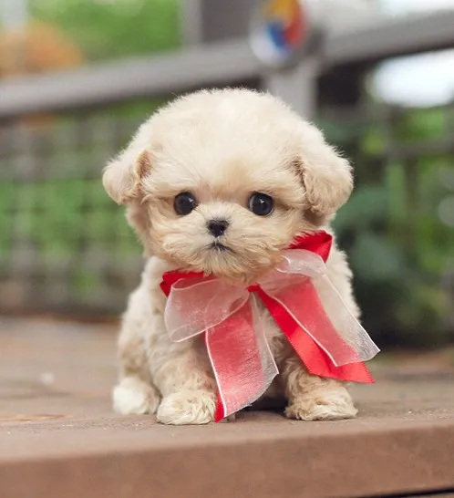 말티푸 단점 장점 성견 크기 분양가격_2