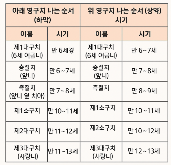 영구치-나는-순서와-시기