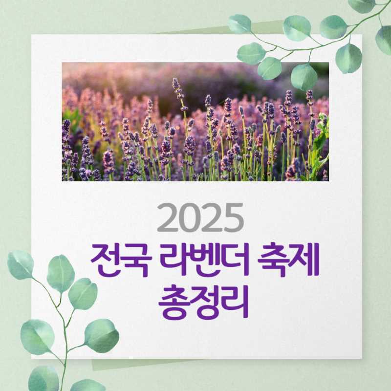 2025 전국 라벤더 축제 총정리