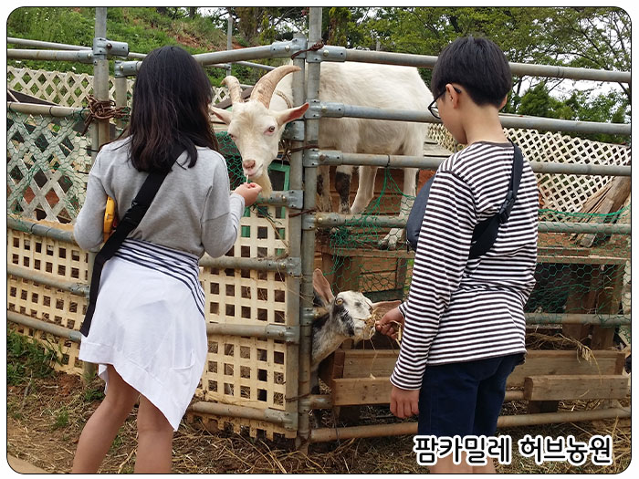 팜카밀레 허브농장, 동물