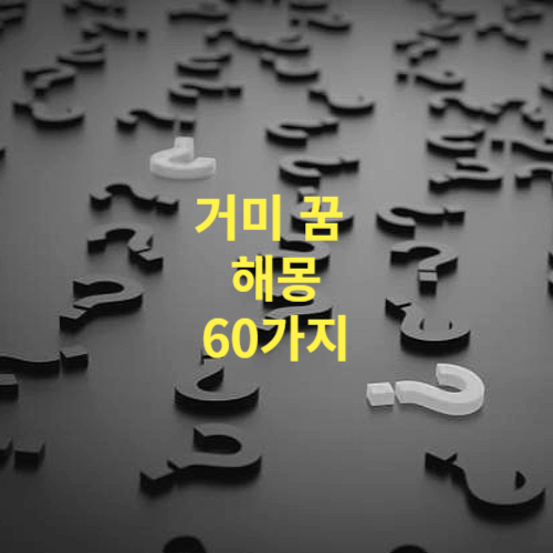 거미 꿈 해몽 60가지