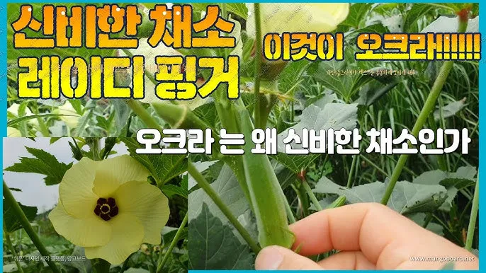 오크라 재배 파종 깊이 따뜻한 흙 물주기 요령_2