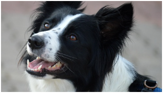 동물등록번호 확인