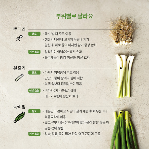 파의 부위별 쓰임