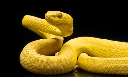 뱀이 웃는 듯한 표정을 짓는 꿈해몽