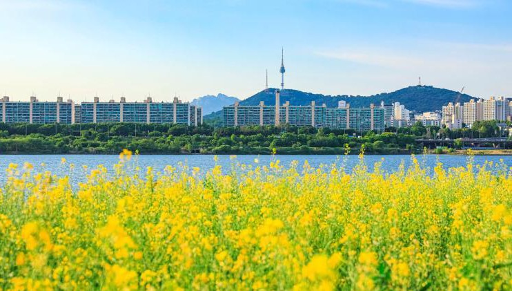 2024 한강 서래섬 유채꽃 축제