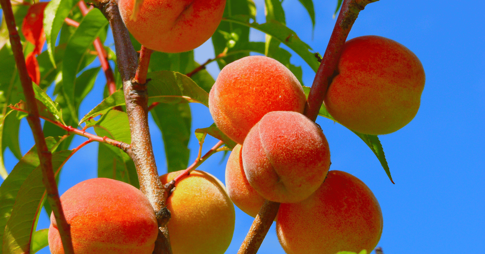 개복숭아수확시기