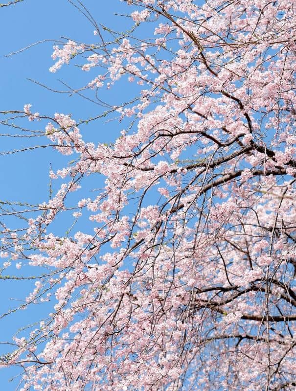 남이섬 2025 벚꽃