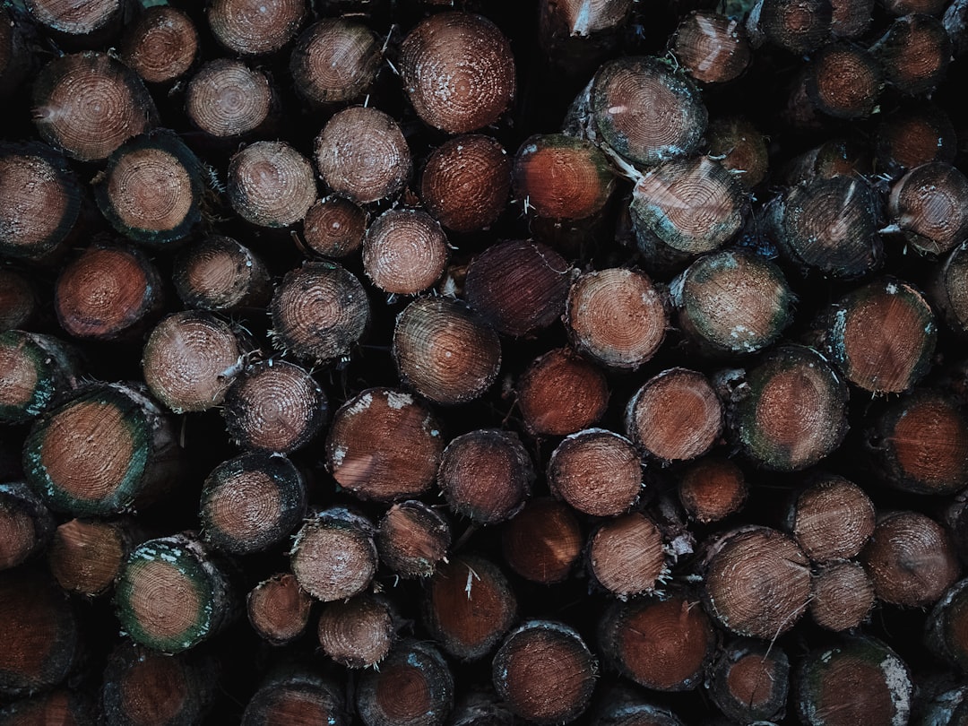 Mold