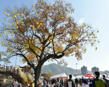 청송 사과축제_22