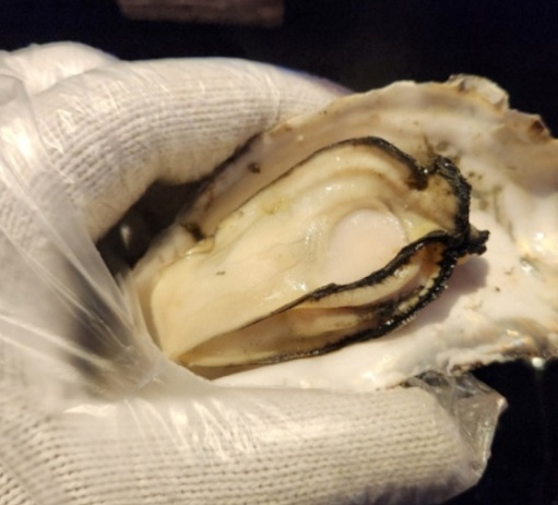 생생정보굴가리비무한리필